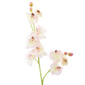Fir orhidee, galben-roz