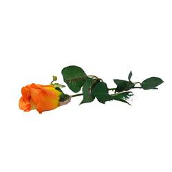 Fir trandafir portocaliu, 60 cm