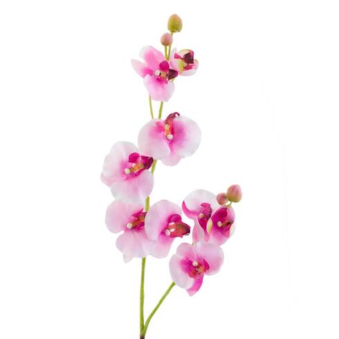 Fir orhidee, roz-alb